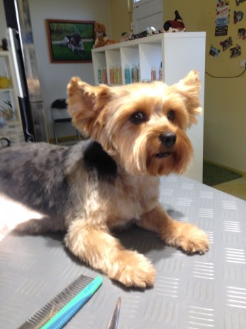 yorki nachher